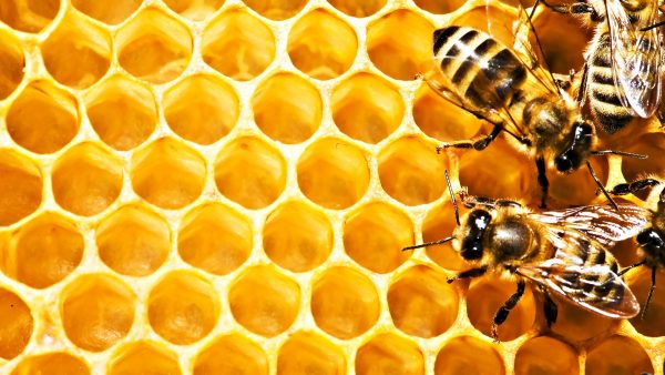 The Journey from Hive to Home: Nanako's Raw Honey - Wholesale Natural ...