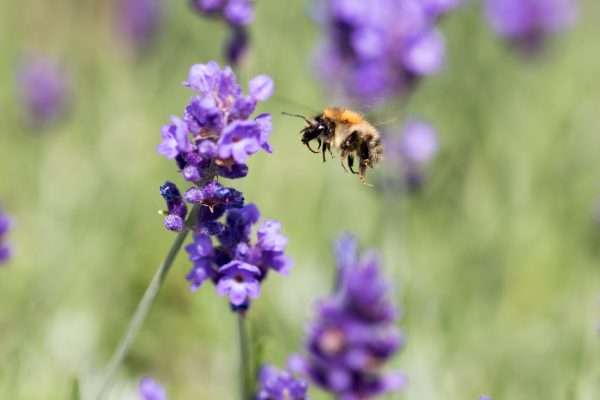 raw lavender honey