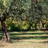 Organic olive tree farming