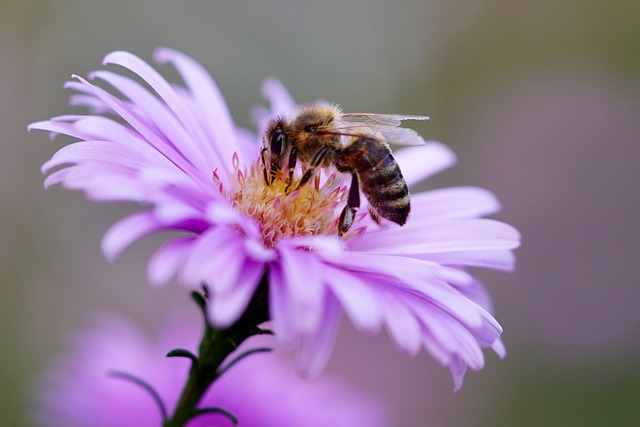 Nanako bee feeding on flower